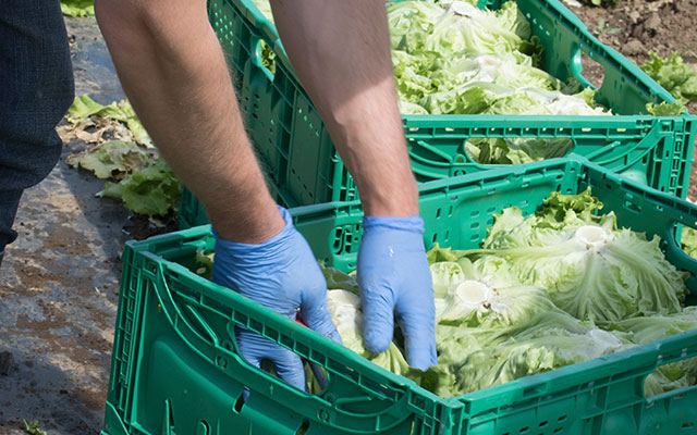 Maraîchage et conditionnement : quels bacs et caisses pour la récolte, le tri et l'expédition ?